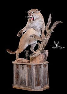 Mountain Lion, aggressive open mouth, upward climb into tree - Lifesize floor pedestal w/habitat 